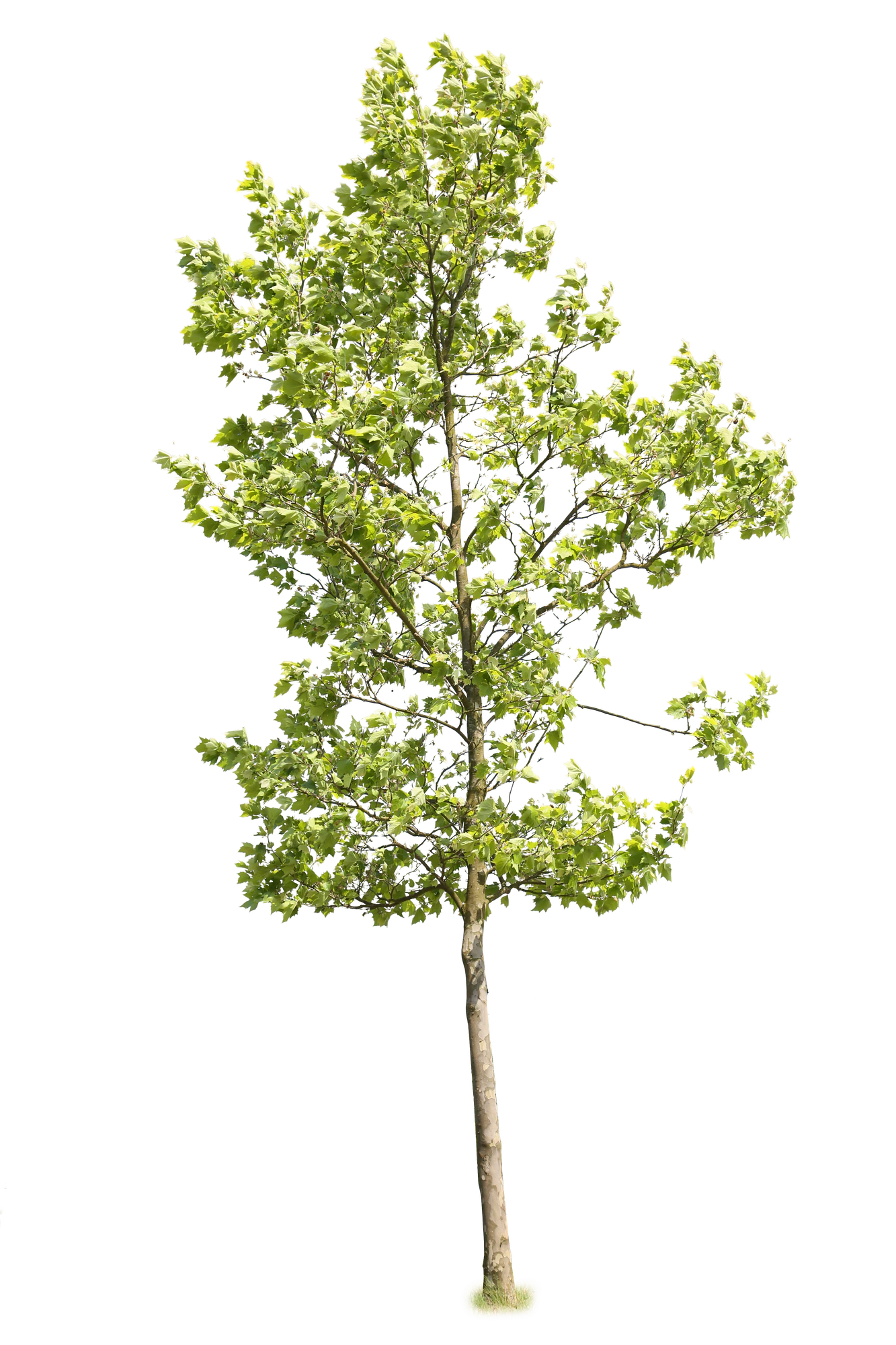 tree l 022 — Скачать