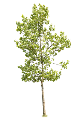 tree l 022 — Скачать