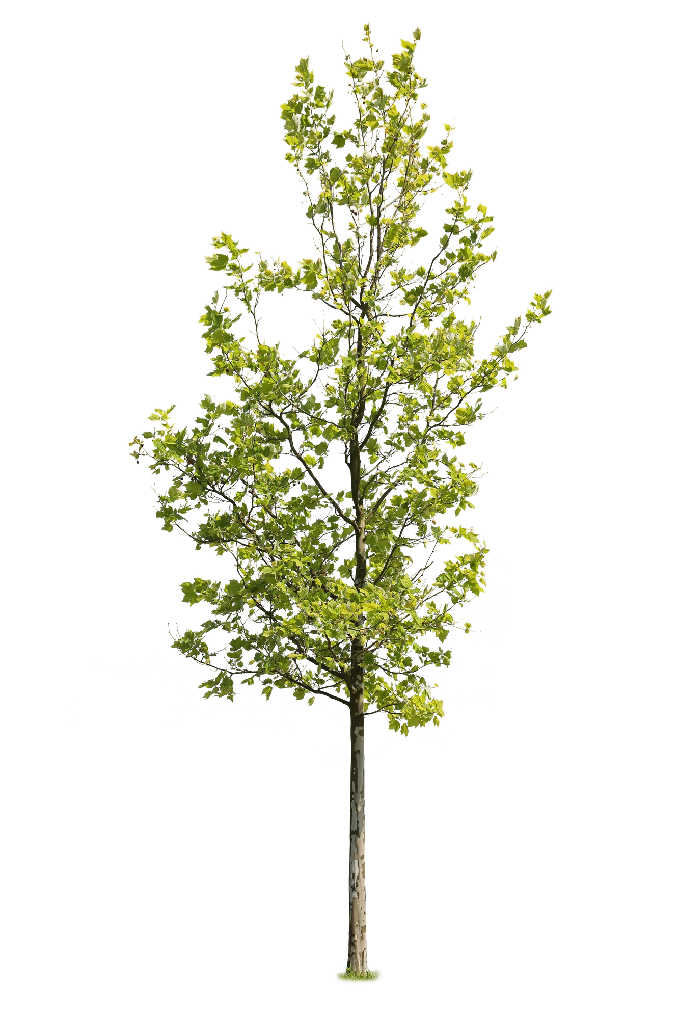 tree l 023 — Скачать