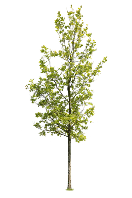 tree l 023 — Скачать