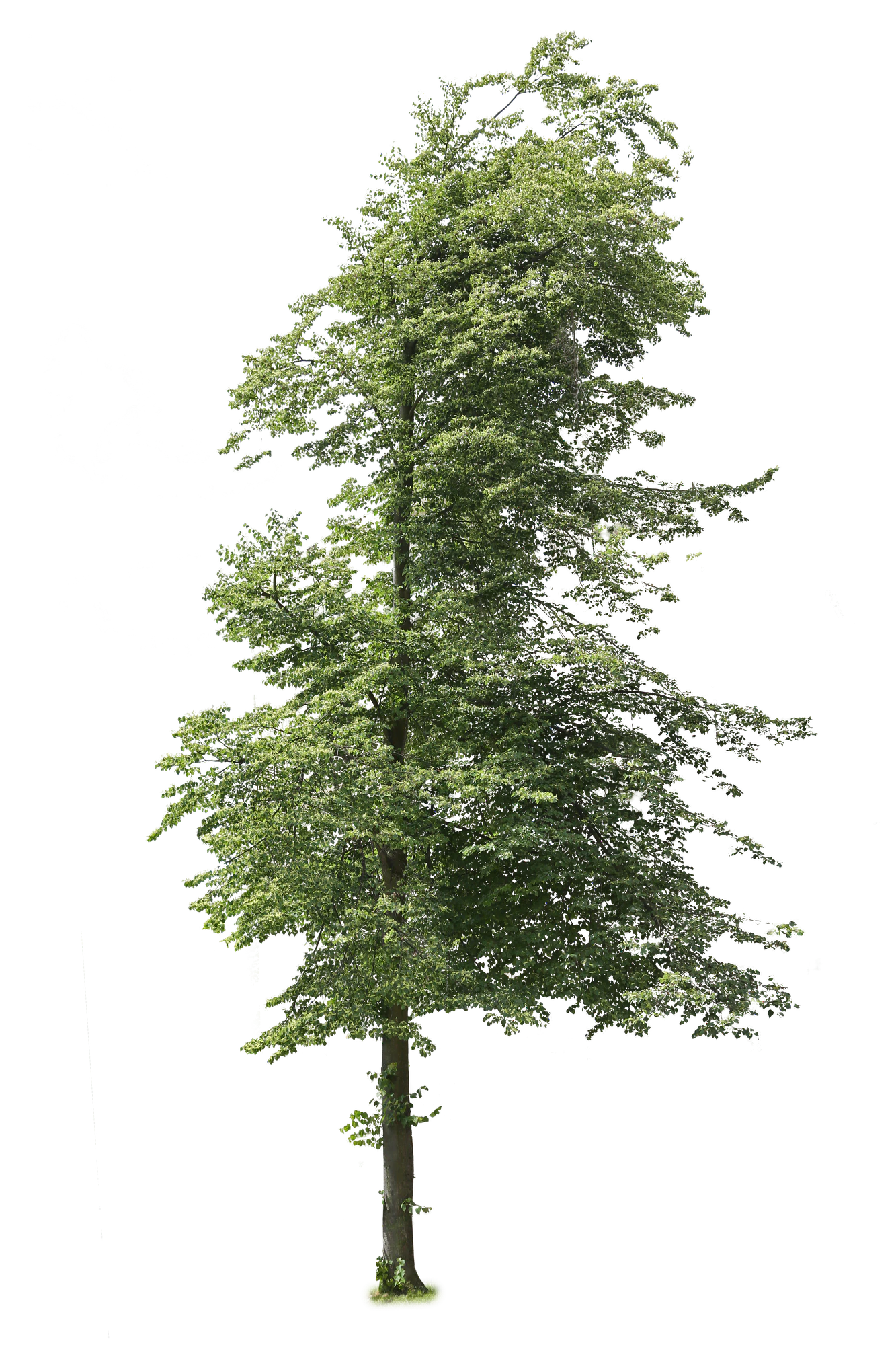 tree l 024 — Descargar
