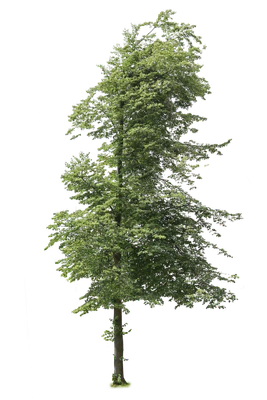 tree l 024 — Descargar