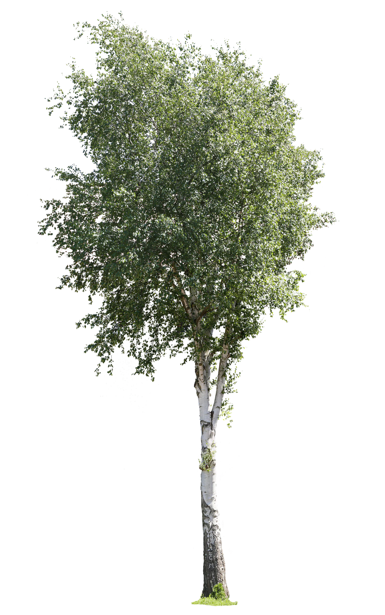 tree l 025 — Descargar