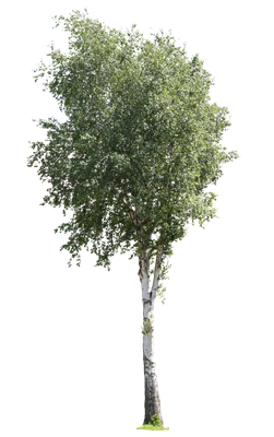 tree l 025 — Descargar