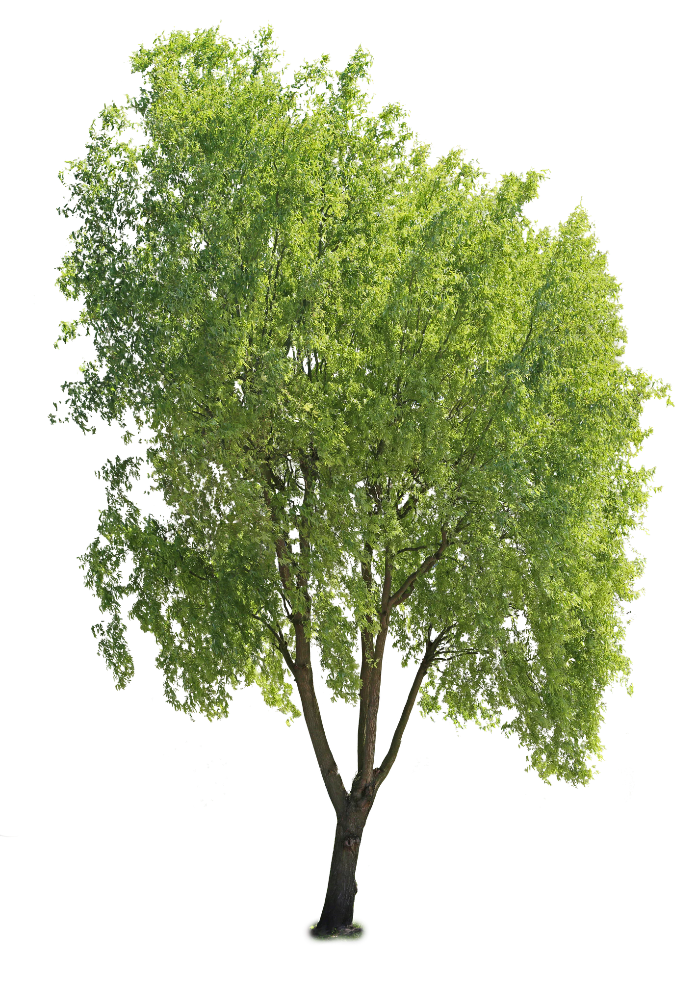tree l 026 — Descargar