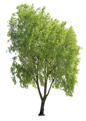 tree l 026 — Descargar
