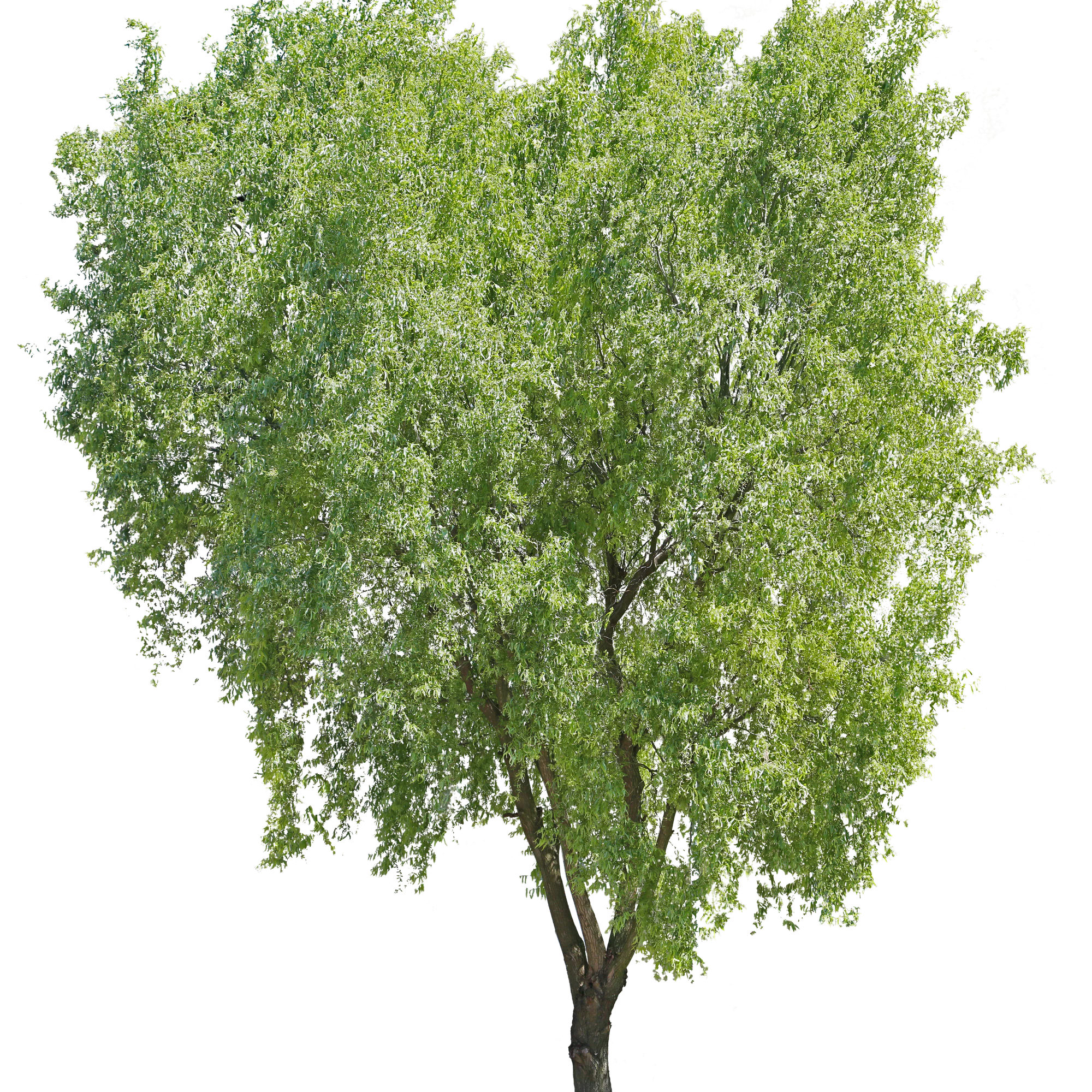 tree l 027 — Descargar