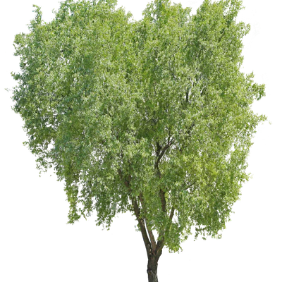 tree l 027 — Descargar