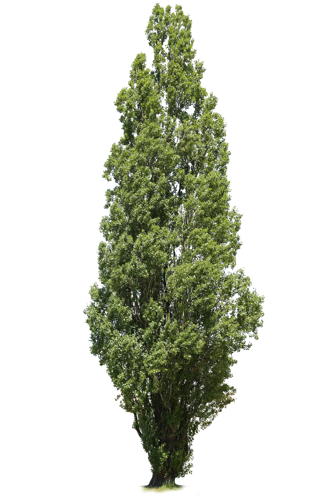 tree l 028 — Descargar