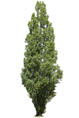 tree l 028 — Descargar