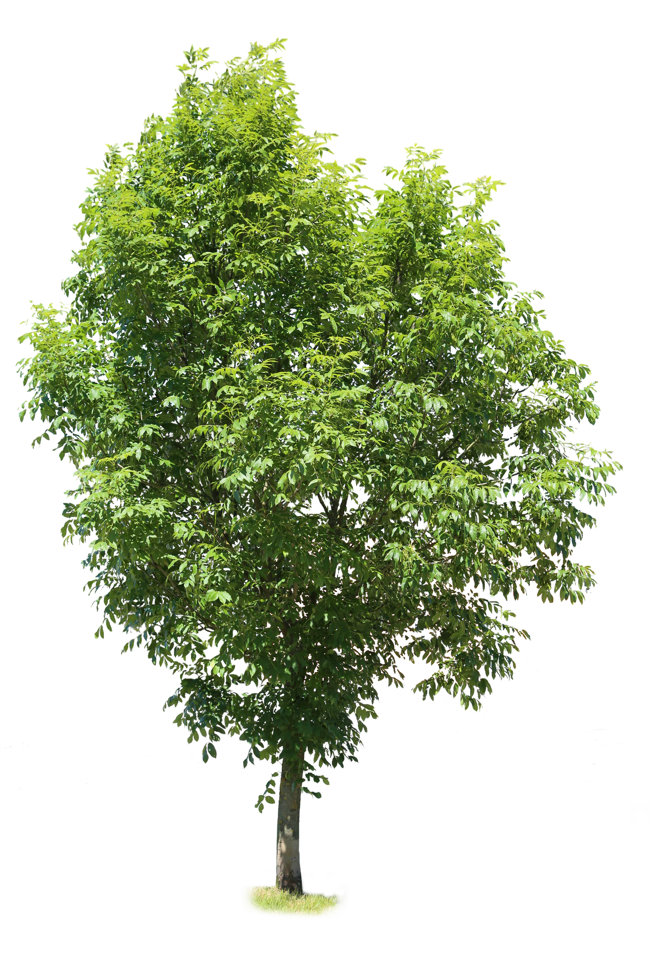 tree l 029 — Descargar