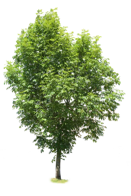 tree l 029 — Descargar