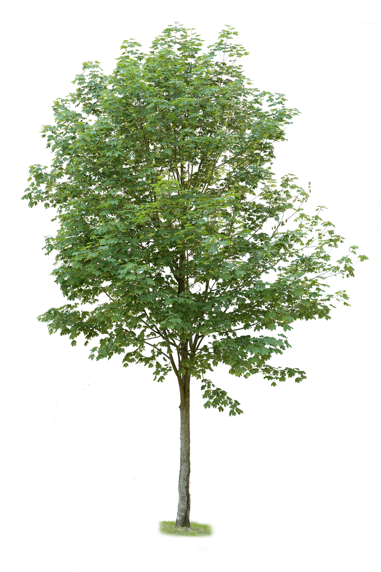 tree l 030 — Скачать