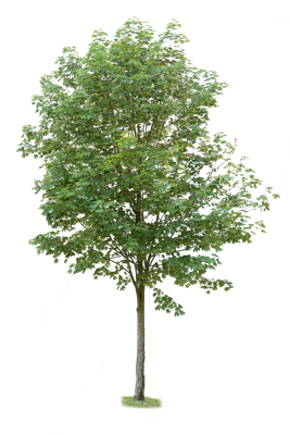 tree l 030 — Скачать