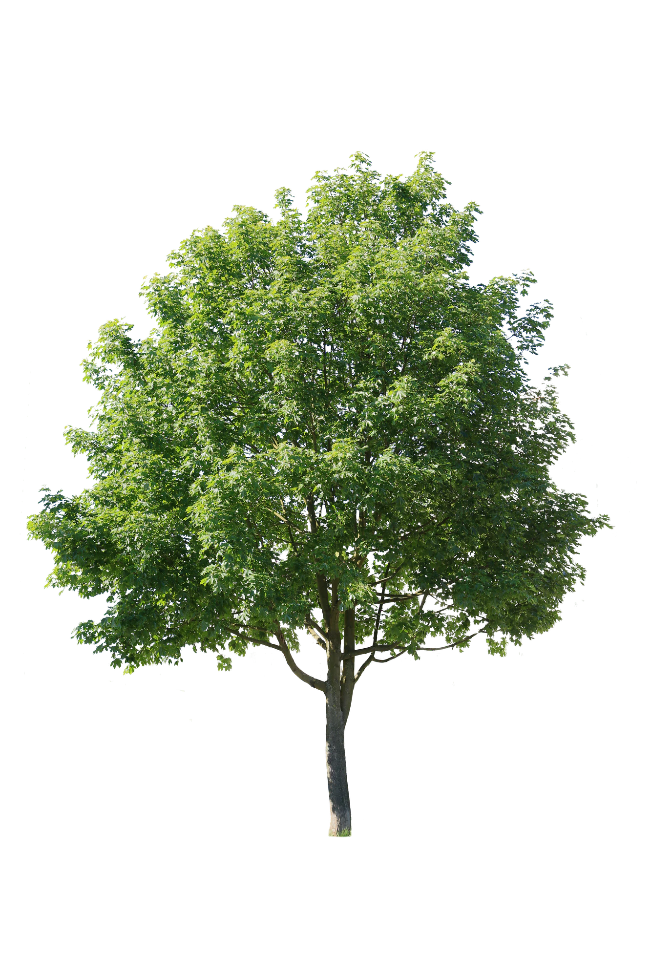 tree m 001 — Скачать