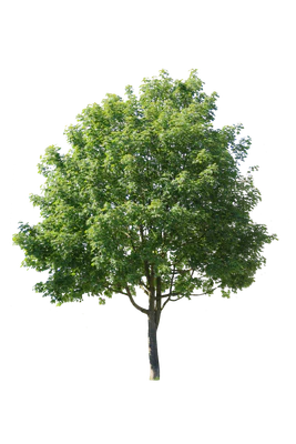 tree m 001 — Скачать