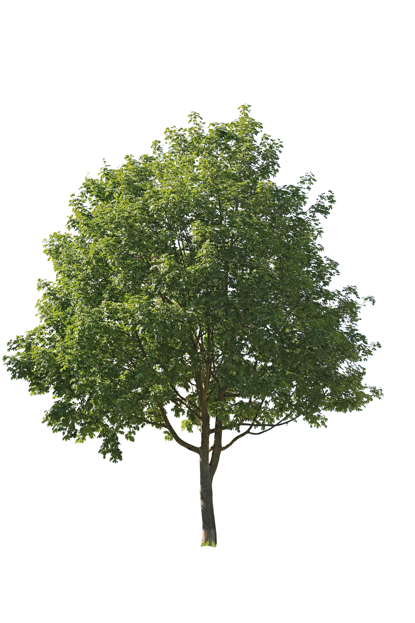 tree m 002 — Descargar