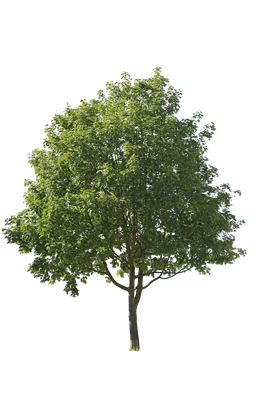 tree m 002 — Descargar