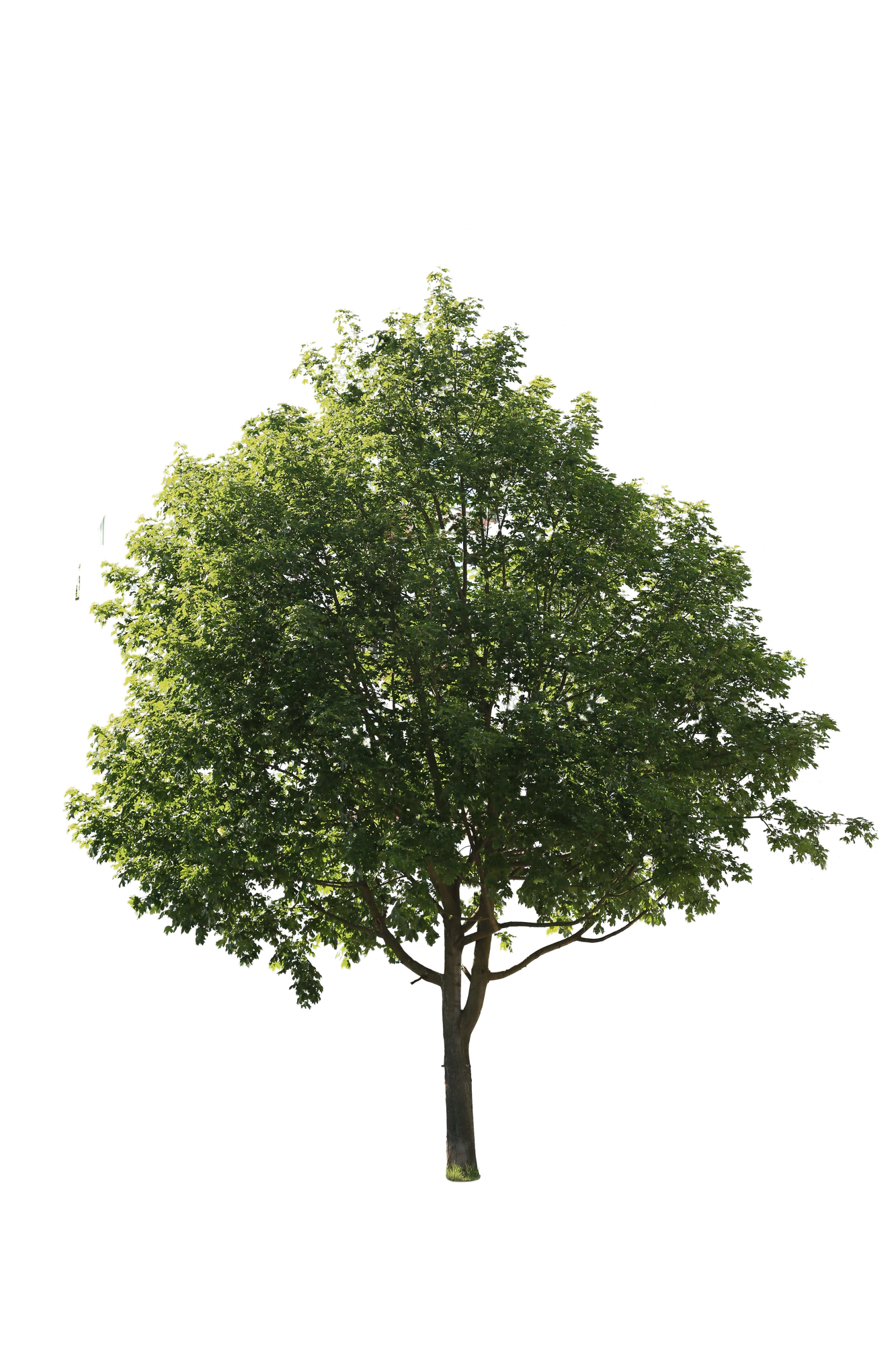 tree m 003 — Скачать