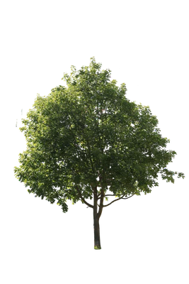 tree m 003 — Скачать