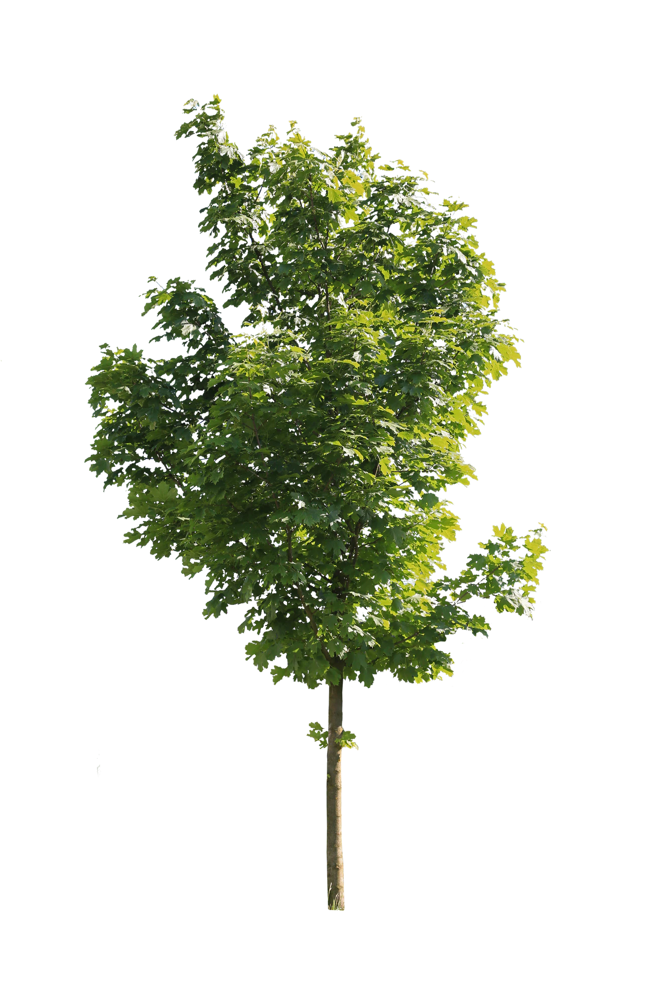 tree m 004 — Descargar