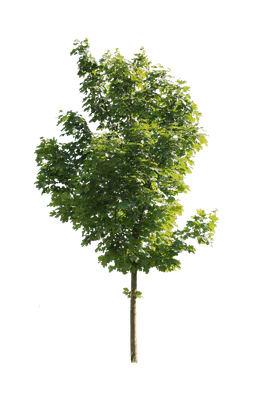 tree m 004 — Descargar
