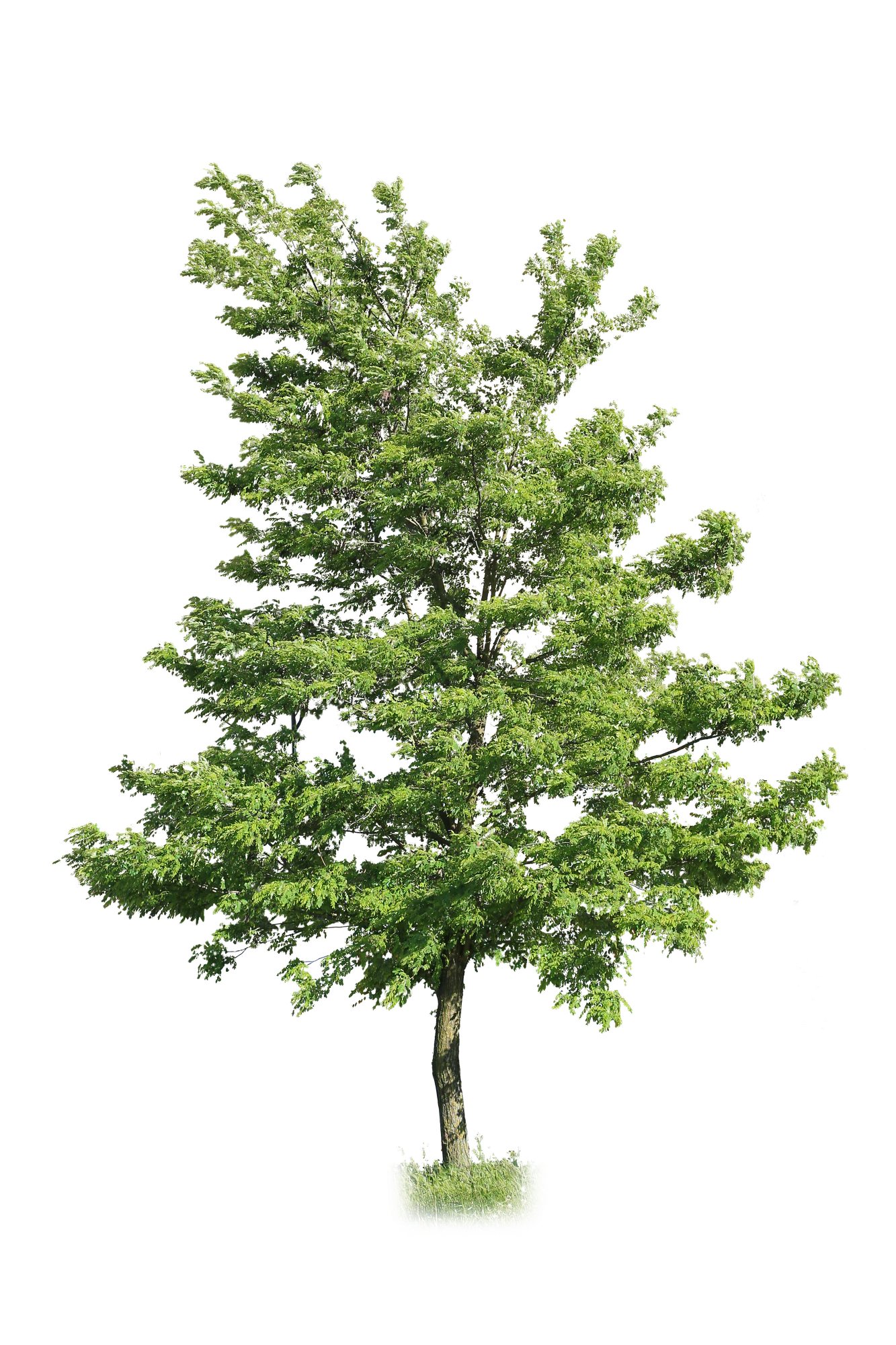 tree m 005 — Descargar