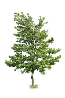 tree m 005 — Descargar