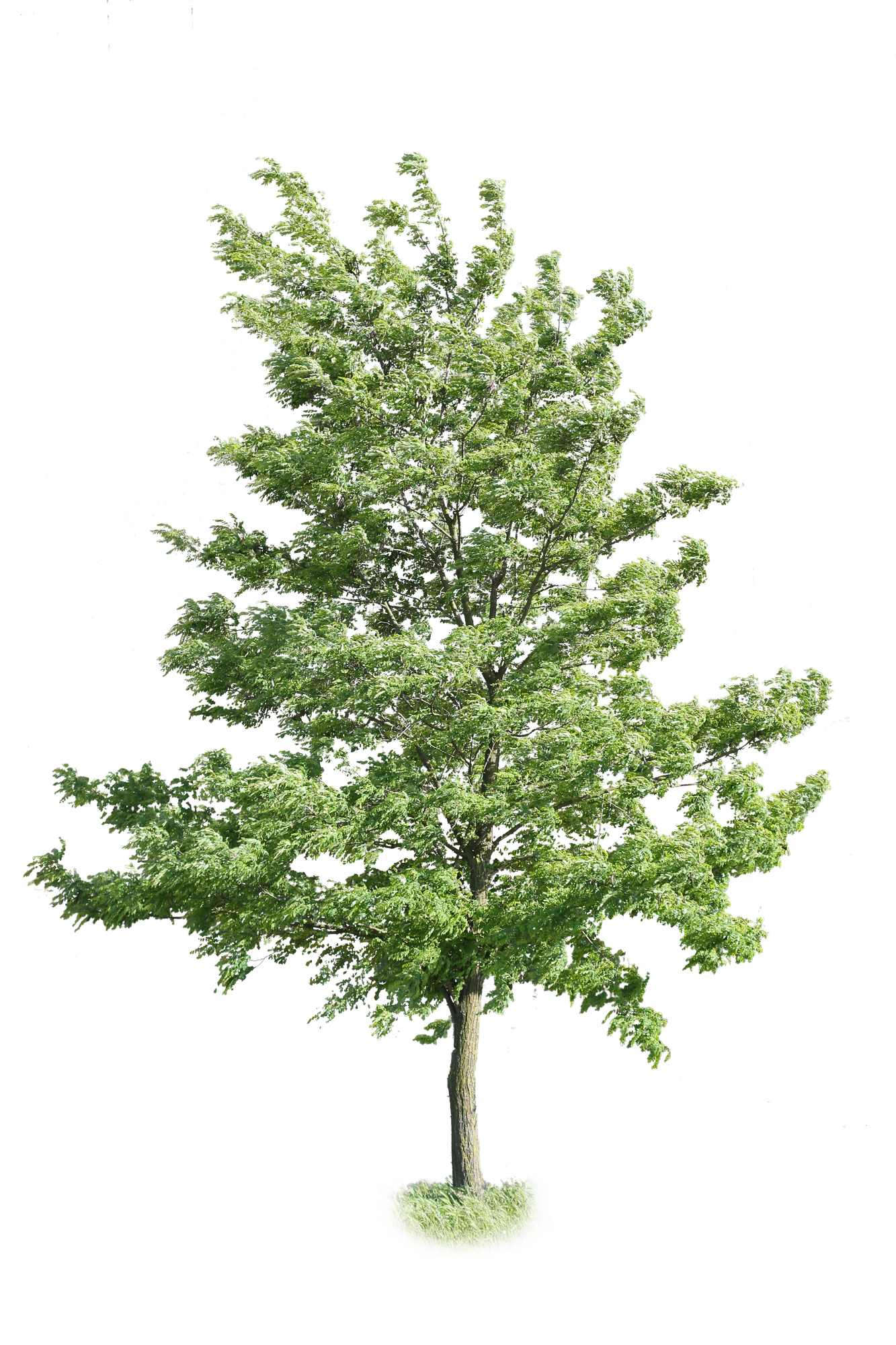 tree m 006 — Скачать