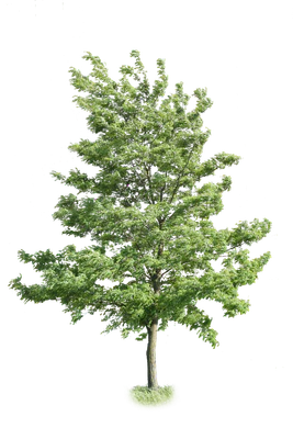 tree m 006 — Скачать