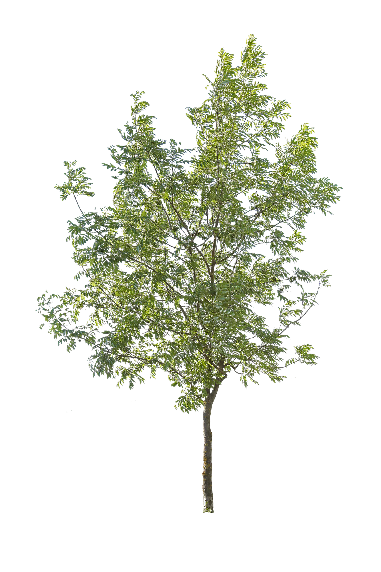 tree m 007 — Скачать