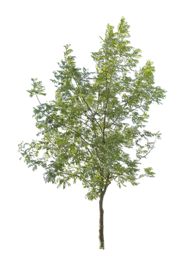tree m 007 — Скачать