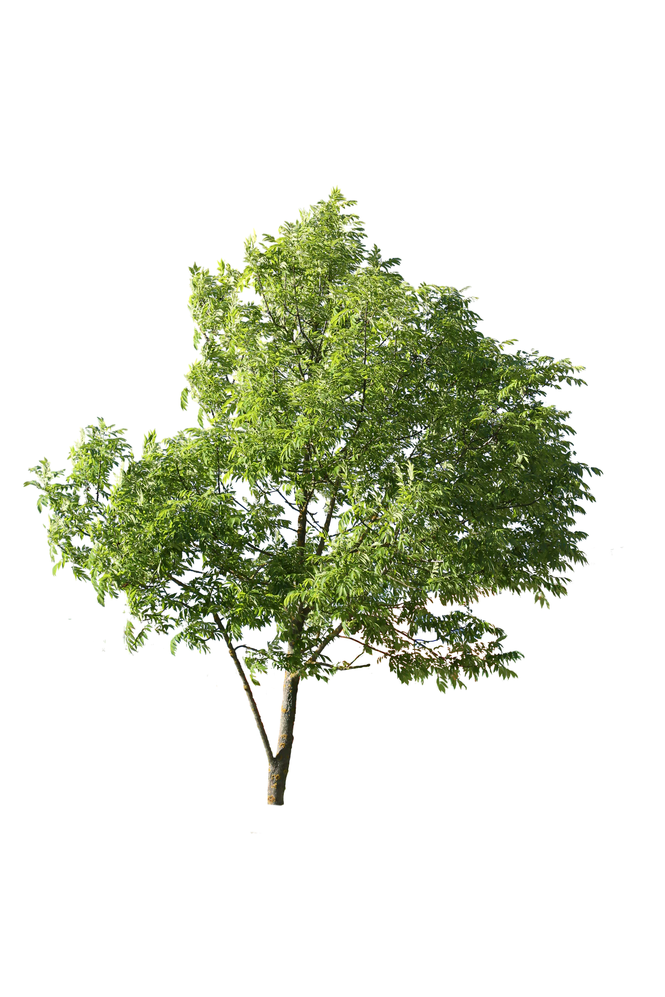 tree m 008 — Скачать