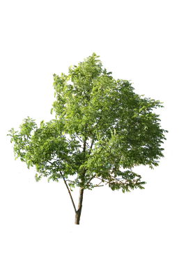 tree m 008 — Скачать