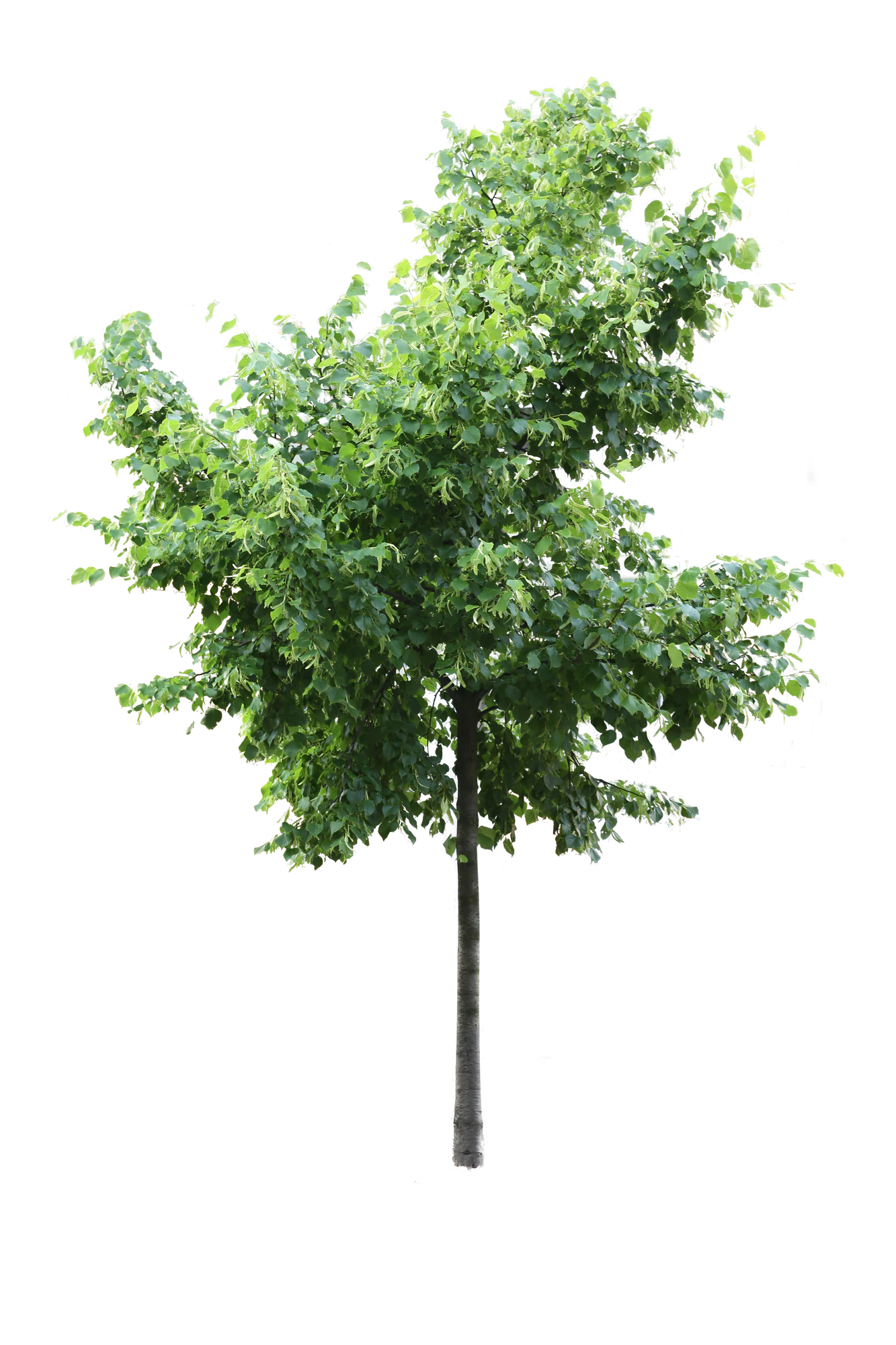 tree m 009 — Descargar