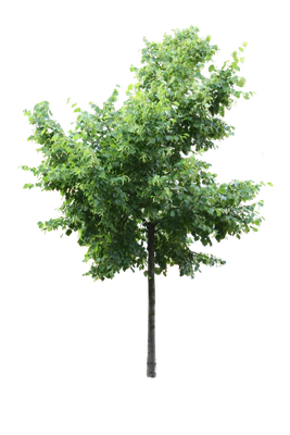 tree m 009 — Descargar
