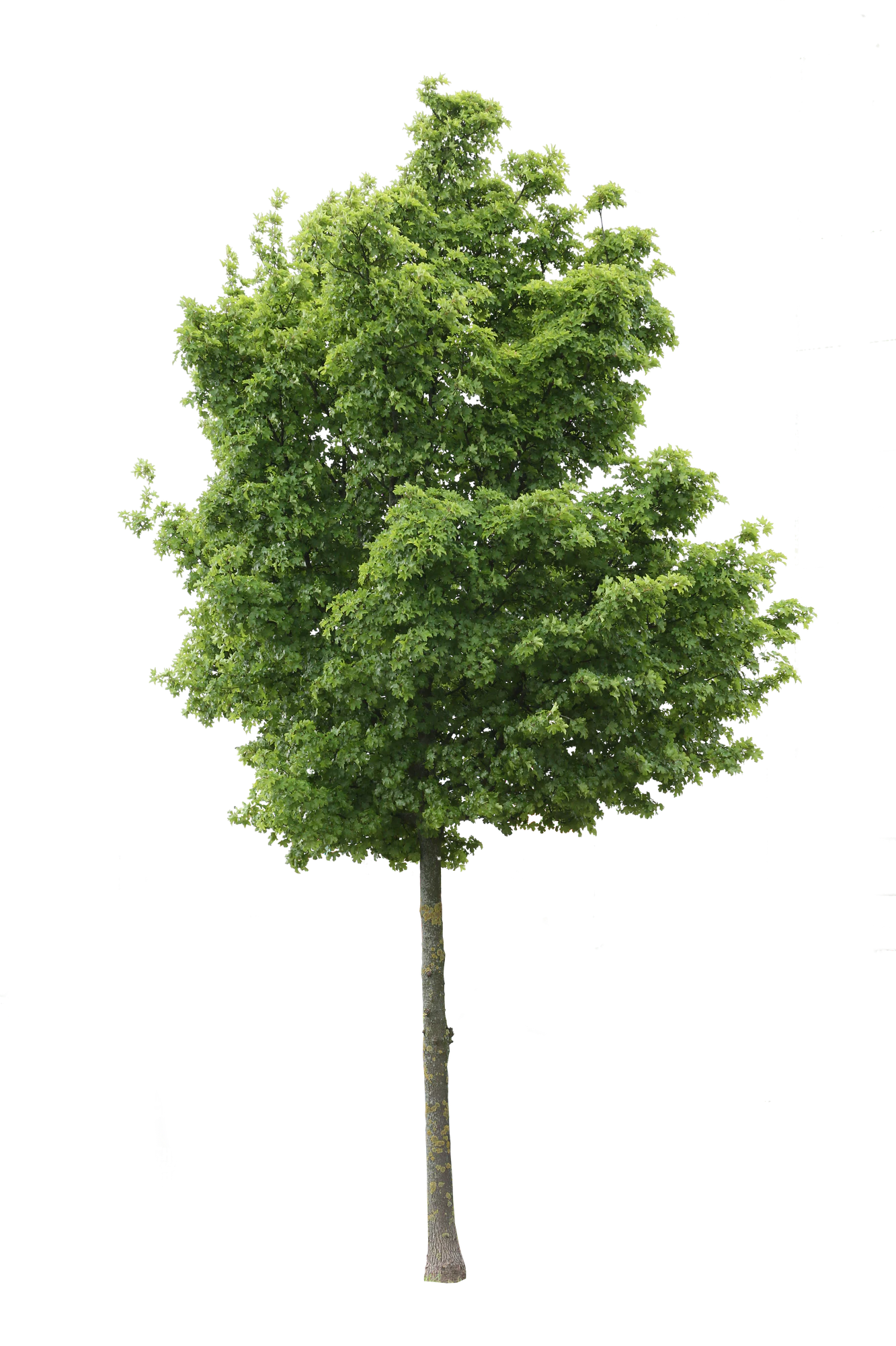tree m 010 — Descargar