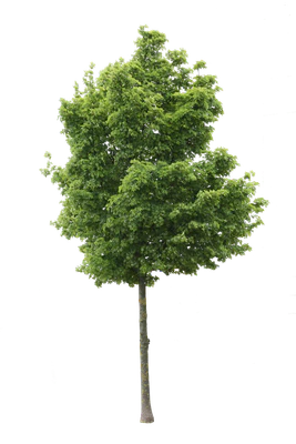 tree m 010 — Descargar