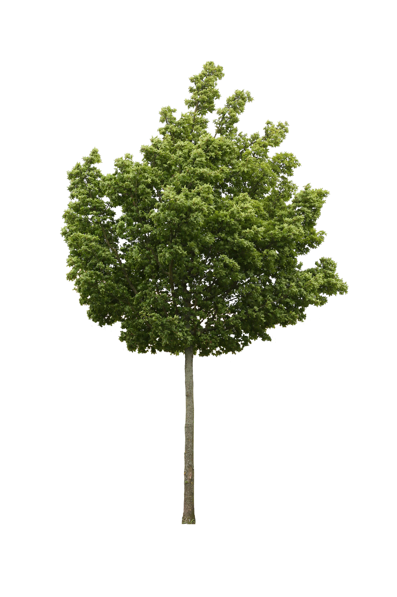 tree m 011 — Descargar
