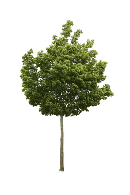 tree m 011 — Descargar