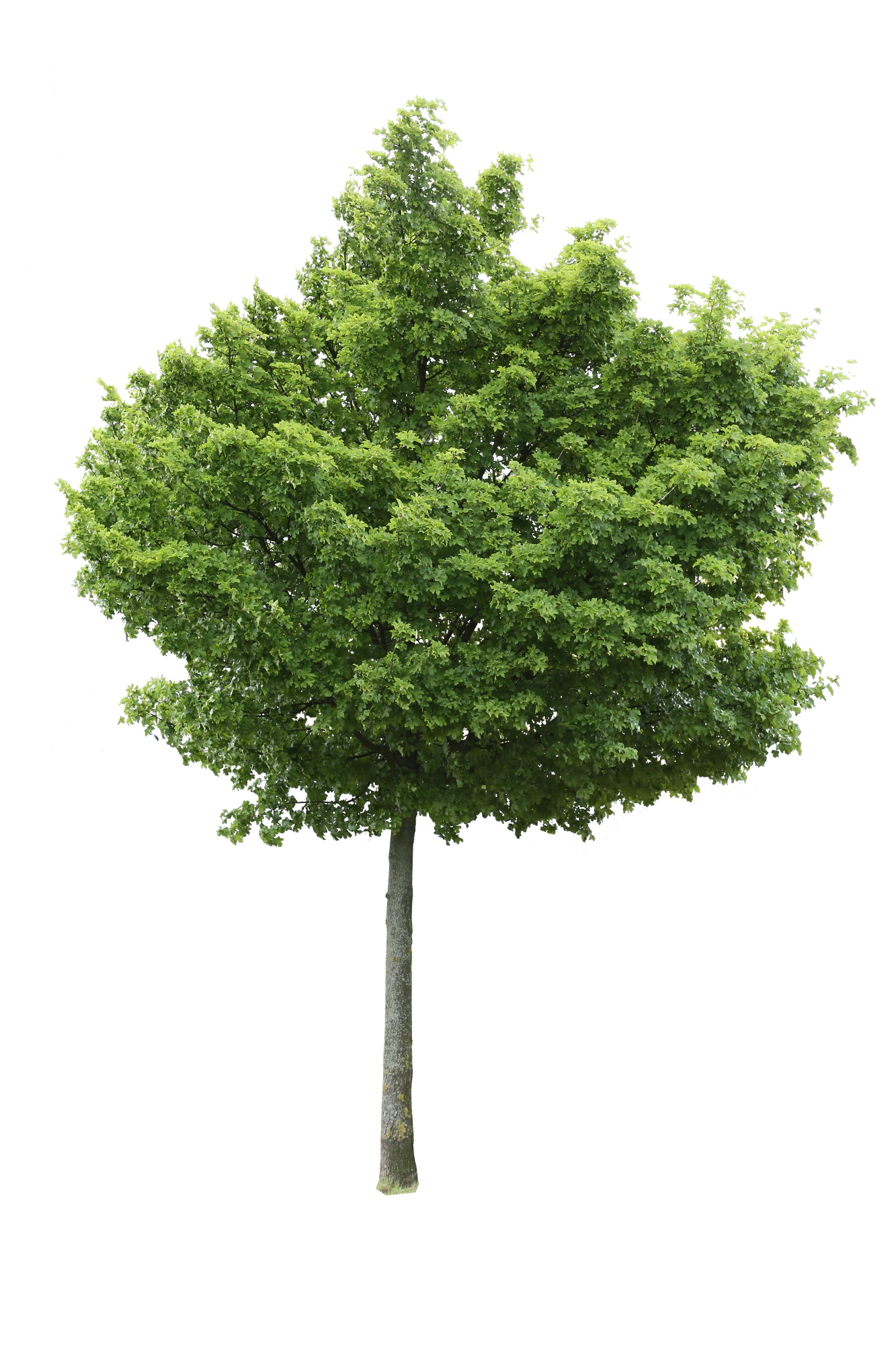 tree m 012 — Descargar