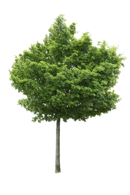 tree m 012 — Descargar