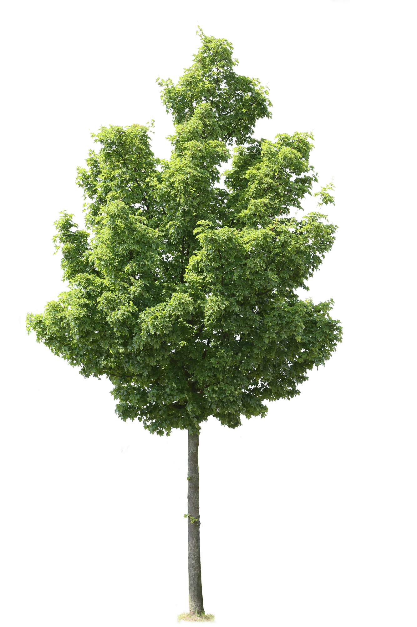 tree m 013 — Descargar