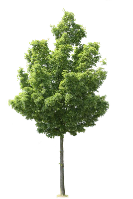 tree m 013 — Descargar