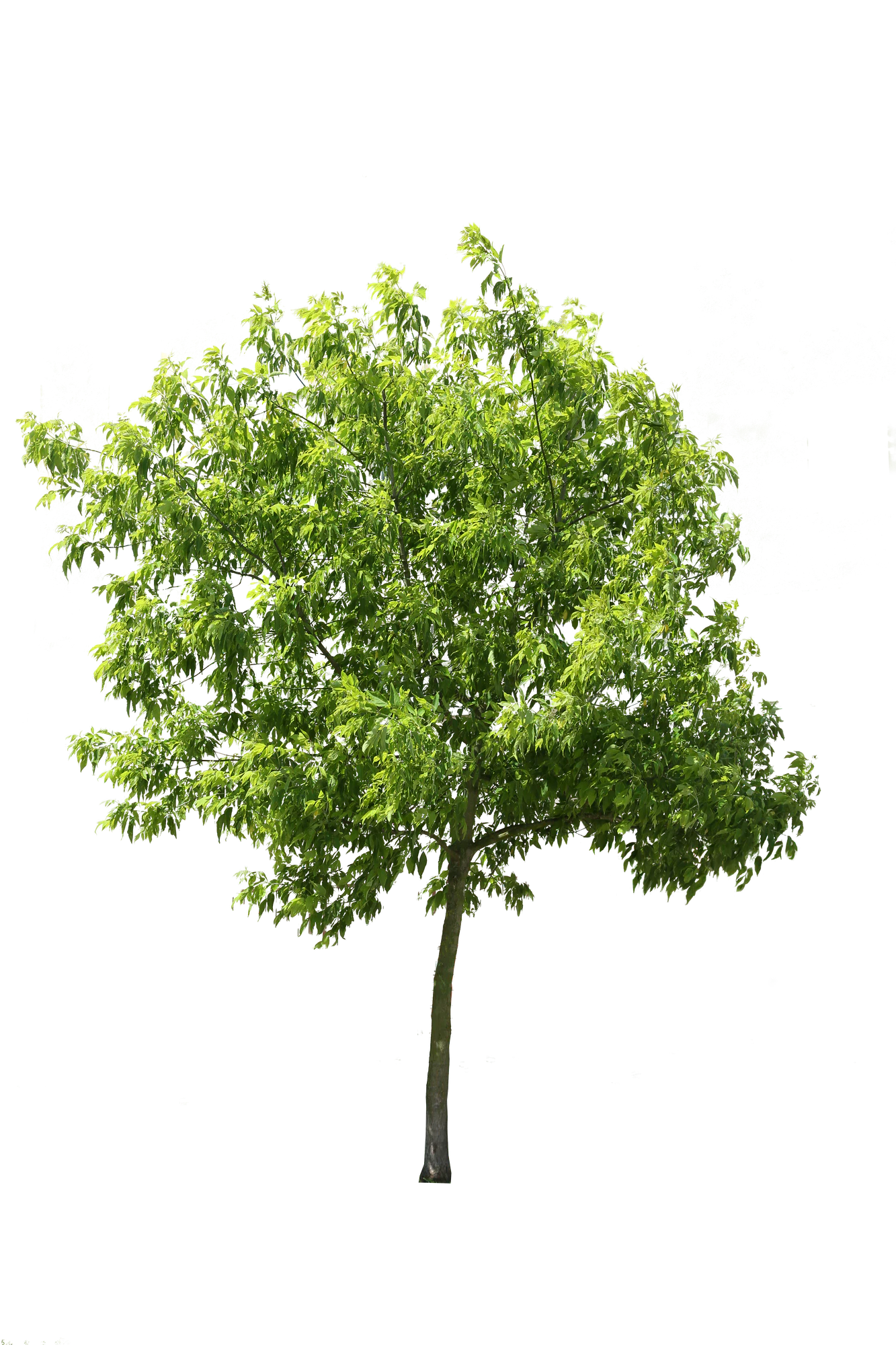 tree m 014 — Descargar