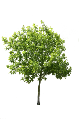 tree m 014 — Descargar
