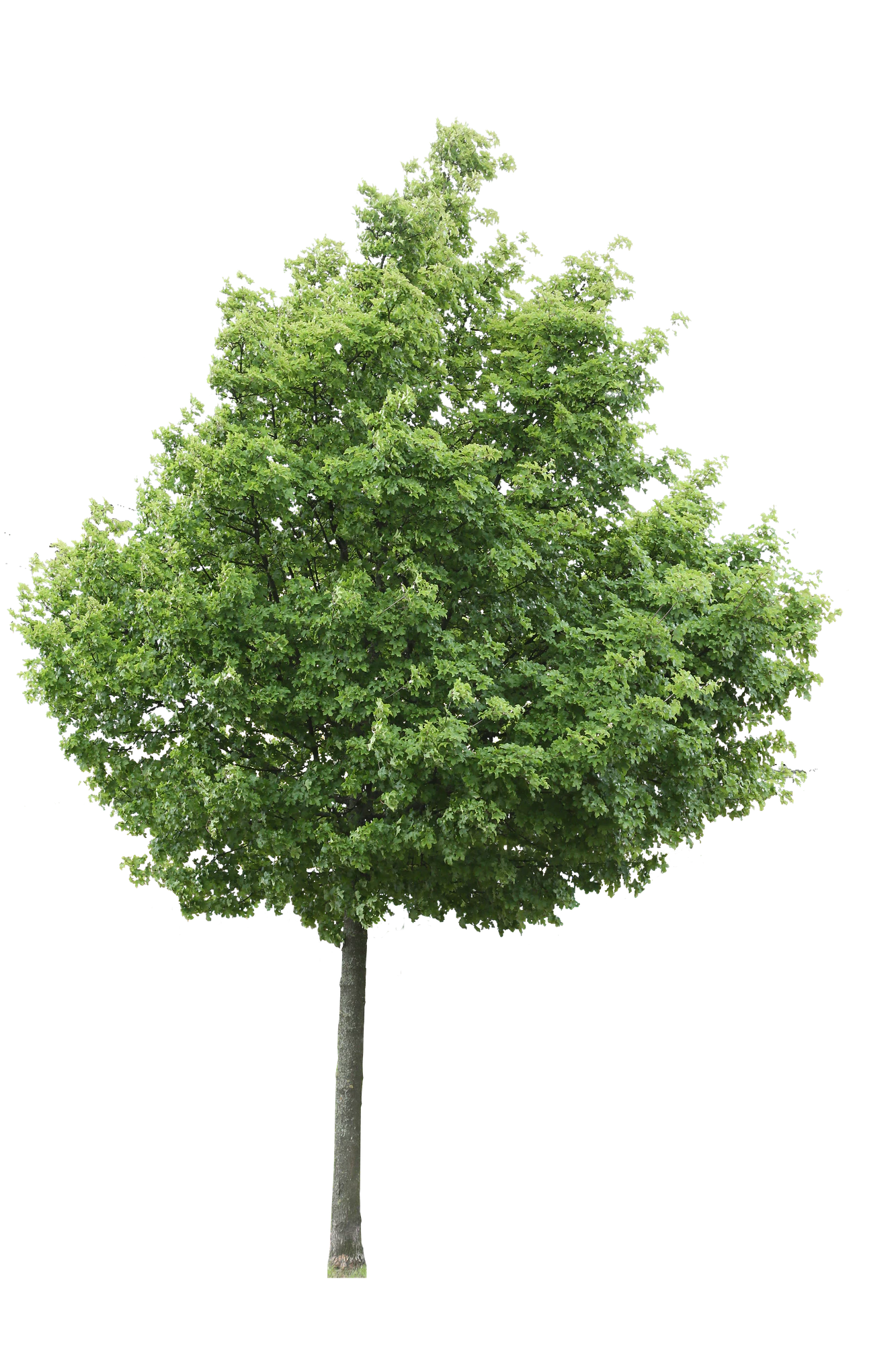 tree m 015 — Скачать