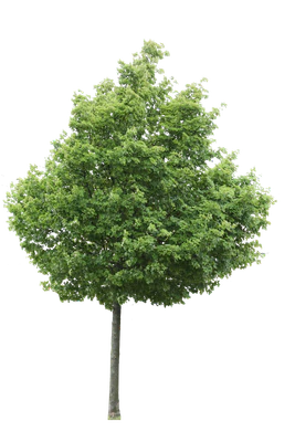 tree m 015 — Скачать