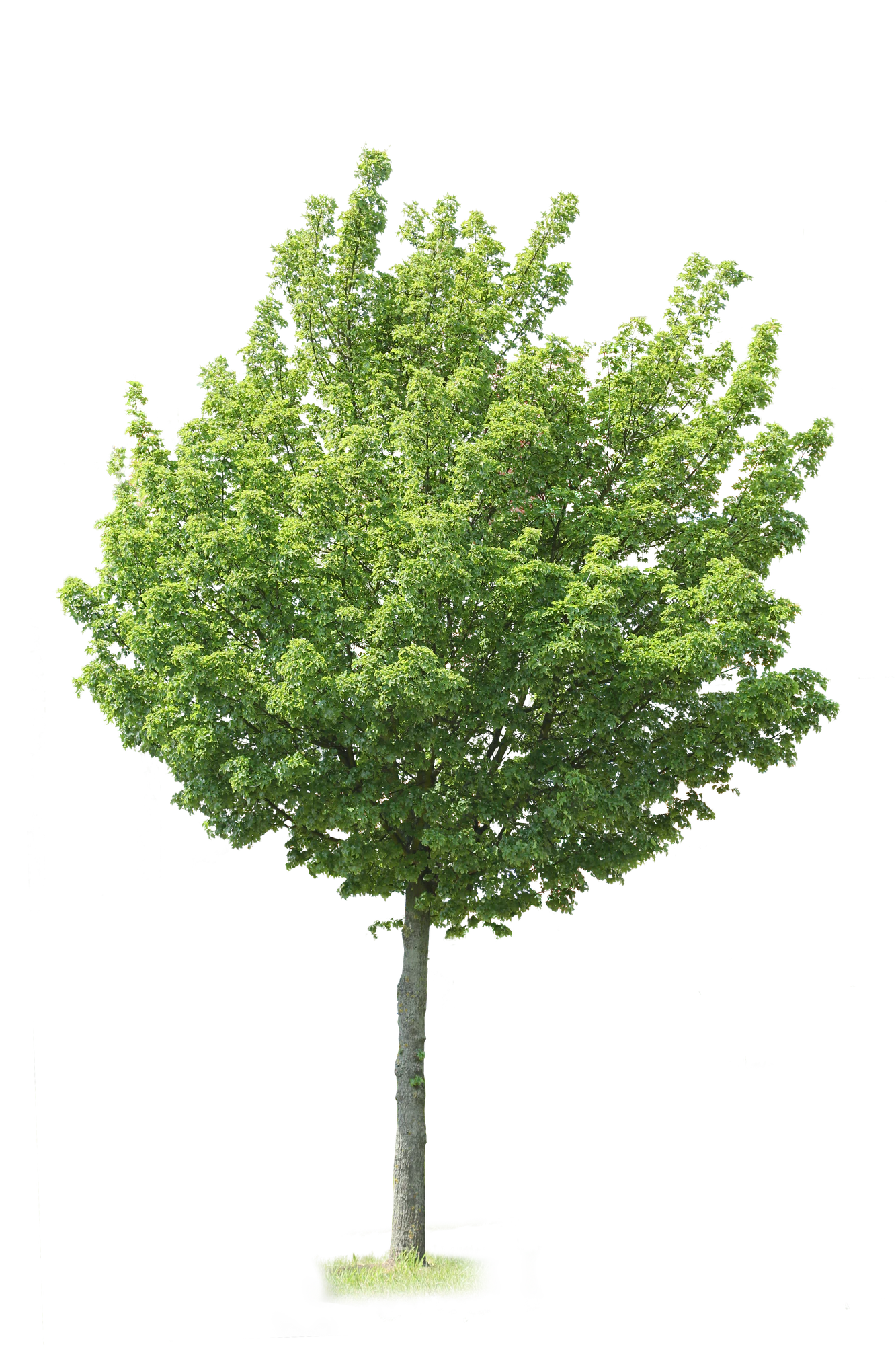 tree m 016 — Descargar