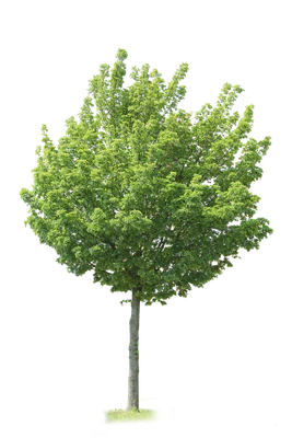 tree m 016 — Descargar